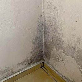 Schimmel an der Wand – Analyse und Schimmelsanierung durch einen Bausachverständigen in Lübeck, Hamburg und Schleswig-Holstein